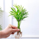 意軒九里香盆栽花卉袖珍椰子小竹柏桌面水培植物吉利紅辦公桌綠植 袖珍椰子5株