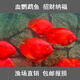 活體寵物熱帶觀(guān)賞魚(yú)血紅鸚鵡魚(yú)活體寵物魚(yú)中大型活魚(yú)起頭紅財神魚(yú)龍魚(yú)配魚(yú) 12-14cm紅鸚鵡魚(yú)6條