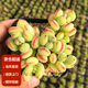 墨一（MOYI）貴貨多肉植物新手套餐組合盆栽肉肉植物盆栽花卉 達摩福娘(5-6cm)