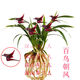 百鳥朝鳳花四季開花濃香型蘭花苗金邊矮種線藝當年開花室內(nèi)花卉 百鳥朝鳳 6苗連體 送藥肥