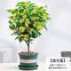花翁桂花盆栽樹(shù)苗庭院綠植花卉 精品4年苗四季桂花+加侖盆源頭直發(fā)