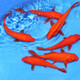 【包活包損】錦鯉活魚觀賞魚活體好養(yǎng)耐活冷水淡水魚日系錦鯉金魚 3條紅色火鯉 43--46cm