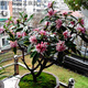 金邊瑞香四季常綠開(kāi)花盆栽大苗4-5年室內客廳綠植花卉瑞香花小苗 中號4-5年 不含盆
