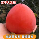正宗陜西富平大尖柿子5/8斤當季新鮮柿子水果軟甜【可自制吊餅柿 8.5斤大果