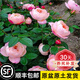坤卉【養(yǎng)死補(bǔ)發(fā)】陽臺(tái)盆栽月季花四季開花玫瑰花樹苗耐寒耐旱灌木月季 和室（原盆原土發(fā)貨）