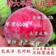 新品種特大無(wú)花果樹(shù)苗波姬紅特大金傲芬耐寒盆栽地栽南北方種結果 2年苗