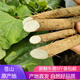 曠古農(nóng)業(yè)黃金牛蒡根新鮮2.5kg 現(xiàn)挖山東牛蒡蒼山特產(chǎn) 牛蒡茶原料 5斤新鮮牛蒡