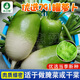 農(nóng)點贊罐蘿卜種子791青蘿卜種籽大圓青皮白蘿卜甜脆羅卜籽四季蔬菜種子 優(yōu)選791罐蘿卜種子20克*2袋