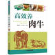 高效養(yǎng)肉牛