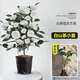 臨雅白山茶花盆栽帶花苞東方亮白色山茶花樹苗四季室內(nèi)花卉陽臺好養(yǎng)活 白山茶-小苗