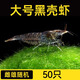 逸樂寵黑殼蝦除藻清潔工具蝦大號去綠藻黑藻去苔寵物蝦魚活體飼料觀賞蝦 大號黑殼蝦雌雄隨機40只+10防損