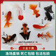 優(yōu)魚若寵金魚活體 觀賞魚 好養(yǎng)冷水魚 淡水活魚 小型小金魚寵物活體魚 4-6cm混色金魚10條