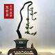 小葉紫檀盆景樹(shù)苗紫檀樹(shù)樁小苗陽(yáng)臺花卉綠植盆栽耐寒四季常青植物 綠色