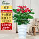 Only you【兩小時(shí)達(dá)】發(fā)財(cái)樹(shù)大型綠植花卉室內(nèi)客廳辦公室開(kāi)業(yè)開(kāi)業(yè)喬遷送禮 紅掌
