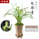 華香園蘭花 春劍大荷素 春劍 蘭花苗 濃幽香型 不帶花苞辦公室內盆栽盆景多肉耐陰綠植物綠植盆栽花卉 春劍大荷素 1棵4苗 不帶花苞 裸根發(fā)貨