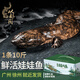 從都園順豐包郵娃娃魚(yú)活體生鮮大鯢海鮮水產(chǎn)鮮活淡水魚(yú)肉質(zhì)鮮美3-18斤 一條10斤