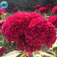 一播大地 雞冠花種子盆栽綠植花海景區綠化種子 雞冠花500?；焐? title=