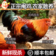 廣西散養(yǎng)閹雞土雞太監(jiān)雞三黃雞跑走地雞農(nóng)家散養(yǎng)新鮮現(xiàn)殺真空包裝 農(nóng)村閹雞殺好凈重3.5斤