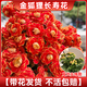 臨雅長(cháng)壽花盆栽四季開(kāi)花重瓣變色龍大花帶花苞花苗室內易活花卉綠植物 【金狐貍】長(cháng)壽花-帶花發(fā)貨
