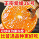 勇者無(wú)懼四川愛媛38號(hào)果凍橙JD多地次日達(dá)新鮮當(dāng)季柑橘橙中秋禮品水果禮盒 精選品質(zhì)果5斤（單果徑60-65MM）