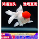 金魚活魚觀賞魚小金魚活魚不打氧錦鯉冷水小型魚淡水好養(yǎng)耐活包郵 5-7cm鴻運當(dāng)頭3條