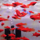 采緹（CAITI）紅劍魚(yú) 發(fā)財(cái)魚(yú) 胎生魚(yú) 熱帶魚(yú) 紅箭魚(yú) 直接生小魚(yú)好養(yǎng) 小紅劍10條(3-4cm)