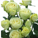 耐寒薔薇花苗爬藤四季開花室內(nèi)盆栽室外藤本月季玫瑰花卉易活植物 奶油龍沙 灌木 精品花苗 不含盆