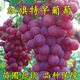 紅旗特早玫瑰葡萄:新品種葡萄樹苗:巨大粒葡萄苗五月成熟當年結(jié)果 5年精品苗【結(jié)果多多】1顆 21cm(含)-105cm(含)高度