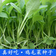 雞毛菜種子速生小白菜青菜油菜上海青籽庭院陽臺盆栽蔬菜種子大全 雞毛菜種子【1包 約1千粒】