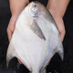 1斤一條的大銀鯧魚(yú)東海鯧魚(yú)平魚(yú)白鯧魚(yú)昌魚(yú)晶魚(yú) 500g 含冰 2條共2斤