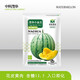 中科茂華瓜果種子茂華小金蘭禮品西瓜種子花皮黃肉超小鳳種子超甜金福K8 茂華小金蘭100粒/袋/超甜型