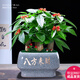 幼薇發(fā)財(cái)樹(shù)大盆栽室內(nèi)客廳金錢(qián)樹(shù)綠植辦公室招財(cái)樹(shù)四季常青店鋪開(kāi)業(yè) 發(fā)財(cái)樹(shù)三顆+灰色八方來(lái)財(cái)瓷盆 帶盆栽好