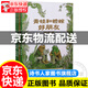 【京東配送正版】青蛙和蟾蜍是好朋友注音拼音版快樂時光年年全4冊青蛙和與蟾蜍好朋友書籍小學(xué)生二一年級閱讀課外書閱讀故事書兒童睡前書籍讀物