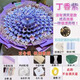 盛安順老師教師節禮物品送男女朋友diy有錢(qián)花滿(mǎn)天星花束材料包鈔票裝飾丁香紫(不含滿(mǎn)天星)不含錢(qián)幣