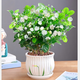 茉莉花盆栽 · 濃香型花卉 陽(yáng)臺(tái)室內(nèi)綠植盆栽 辦公室花卉綠植 茉莉花8棵【帶花苞】+飛花陶瓷盆 濃香型