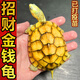 純正金錢(qián)烏龜招財稀有觀(guān)賞正宗黃金龜魚(yú)缸深水吃菜龜寵物烏龜活物 6—7厘米 （黃金龜） 2只情侶裝（送龜糧+養殖手冊）