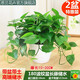 思蘭綠蘿盆栽大盆景室內(nèi)新房吸除甲醛鮮活綠植物花卉長藤大葉綠籮批發(fā) 180大波紋儲(chǔ)水綠蘿【2盆】帶藤