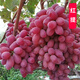 美人指葡萄苗大苗果樹(shù)果苗爬藤南方種植果樹(shù)苗當年結果葡萄樹(shù)苖樹(shù) 紅提8年苗當年結果 50cm(含)-60cm(不含)
