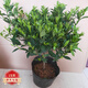蝴蝶之舞 四季梔子花綠植盆栽濃香型濃香花卉獨(dú)桿小葉梔子花帶花苞好養(yǎng)活 小葉獨(dú)桿梔子花大盆 不含盆