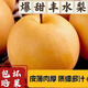 囧仙子山東豐水梨水果現(xiàn)摘脆甜冰糖晚秋黃梨5/10斤整箱批發(fā) 5斤實(shí)惠裝