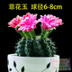24款迷你仙人球仙人掌盆栽辦公室綠植 菲花玉/株 球莖6-8cm 不含盆