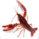 京鮮生（mr seafood） 【活鮮】鮮活小龍蝦 1000g 8錢(qián)-1兩/只 13-15個(gè)/斤 特級大蝦