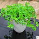仟草集吊蘭綠植盆栽室內盆栽花卉綠植物花卉盆栽土培水培吊蘭 不含盆 吸毒草整盆苗