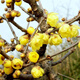 綠絲絳梅花樹(shù)苗臘梅盆景耐寒紅梅老樁庭院陽(yáng)臺(tái)美人梅植物四季花卉盆栽 臘梅 6年大苗