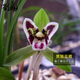 劉閣蘭花 春蘭花苗精品黑貓蕊蝶冬帶濃香花苞好養(yǎng)易活花卉室內(nèi)外植物盆栽 3苗連體裸根