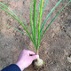 酒瓶蘭 象腿樹(shù) 多漿植物綠植盆栽 觀(guān)莖賞葉花卉 盆栽綠植 酒瓶蘭(球徑5-6cm) 不含盆