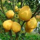 藍馨花苑嫁接柚子樹(shù)苗南方北方種植盆栽地栽陽(yáng)臺庭院果樹(shù)苗柚子苗當年結果 金絲柚 3年苗 明年結果少量