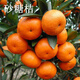 子豪緣砂糖橘樹(shù)苗 十月蜜桔苗 正宗四會(huì )沙糖桔樹(shù)苗 嫁接砂糖桔果苗 8年豐產(chǎn)苗 30cm(含)-130cm(含)
