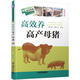高效養(yǎng)殖致富直通車：高效養(yǎng)高產(chǎn)母豬