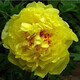 牡丹花苗 盆栽牡丹樹苗 當(dāng)年開花 室內(nèi)陽臺花卉綠植盆栽 庭院綠植 觀花植物 姚黃 3年苗